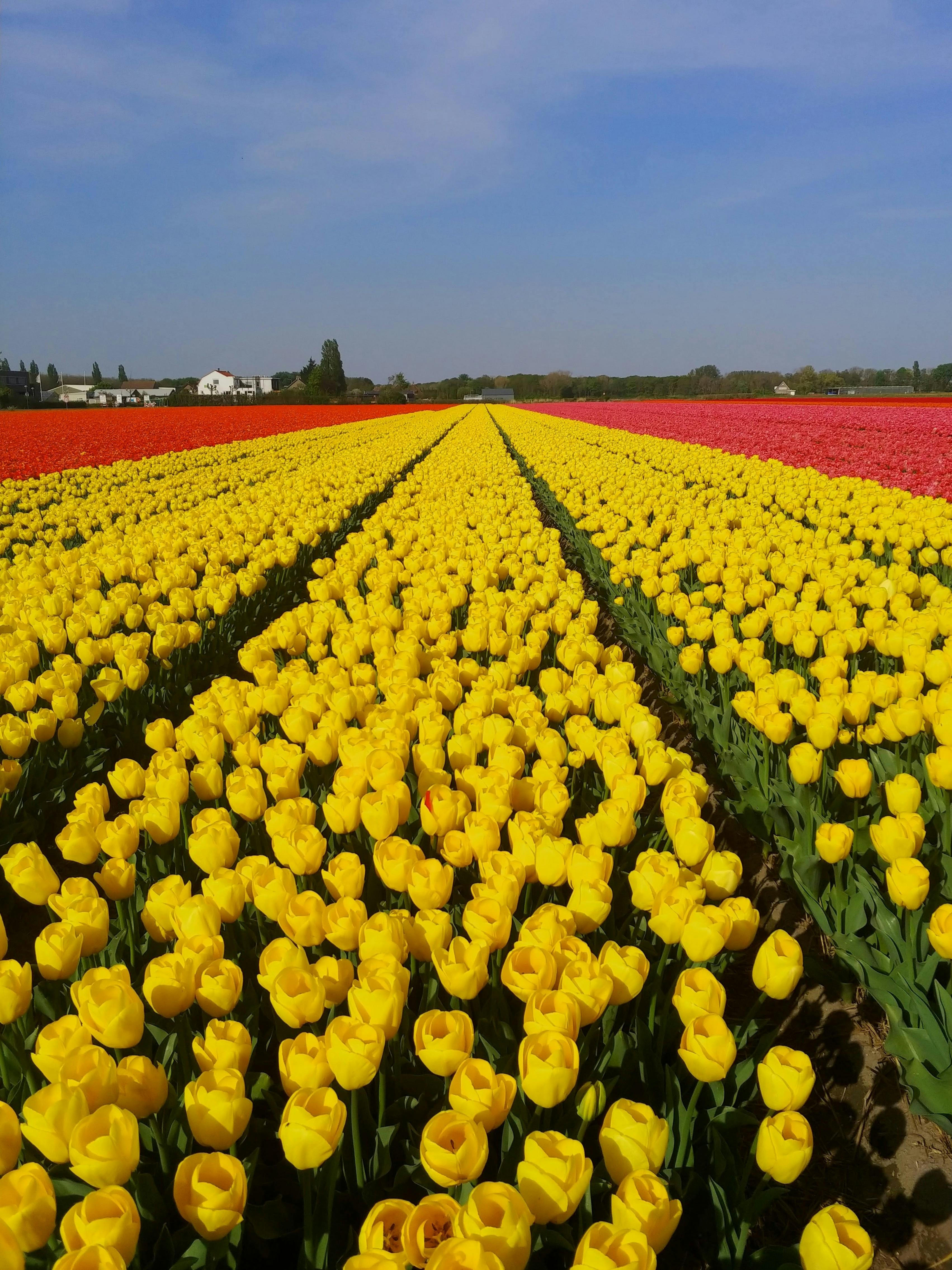 Amsterdam in Bloom: Canals, Culture & Colorful Tulips